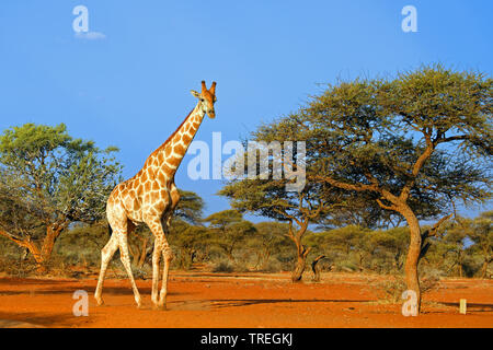 Giraffe (Giraffa Camelopardalis), in der Savanne, Südafrika, Mokala National Park Stockfoto