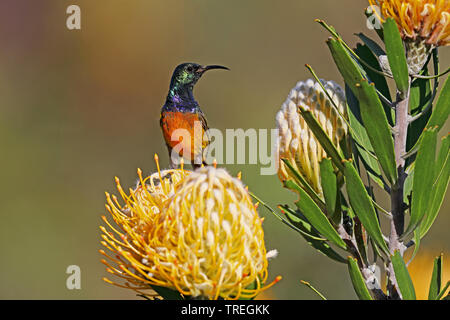 Orangebreasted Sunbird, Orange-breasted Sunbird (Anthobaphes violacea, Nectarinia violacea), männlich auf Protea, Südafrika, Kirstenbosch Stockfoto