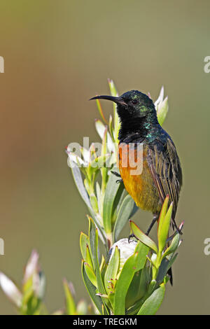 Orangebreasted Sunbird, Orange-breasted Sunbird (Anthobaphes violacea, Nectarinia violacea), männlich auf Protea, Südafrika, Kirstenbosch Stockfoto