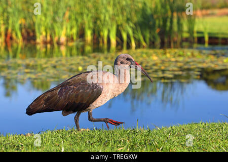 Hadeda Ibis (Bostrychia hagedash, Hagedashia hagedash), Wandern am Wasser, Südafrika, Kirstenbosch Stockfoto