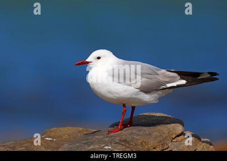 Hartlaub's Möwe, König Möwe (Chroicocephalus hartlaubii, Larus Hartlaubii), sitzt auf einem Felsen an der Küste, Südafrika, Western Cape, Kap der Guten Hoffnung Nationalpark Stockfoto