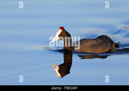 Rot - Genoppte Blässhuhn (Fulica cristata), männlich Schwimmen, Südafrika, Westkap, Wilderness National Park Stockfoto