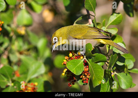 Cape (Convolvulus pallidus), auf einem Busch, Südafrika, Westkap, Wilderness National Park Stockfoto