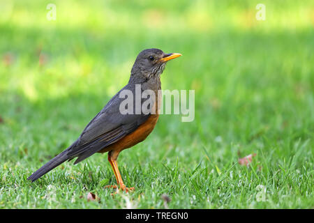 Olivenöl Thrush (Turdus Olivaceus), auf einer Wiese, Südafrika, Westkap, Wilderness National Park Stockfoto