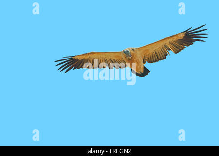 Cape Vulture (Tylose in coprotheres), im Flug, Südafrika, De Hoop Nature Reserve Stockfoto