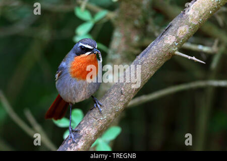 Kap robin Chat (Cossypha Caffra), sitzend auf einem Busch mit caterpillart im Schnabel, Südafrika, Eastern Cape, Addo Elephant National Park Stockfoto