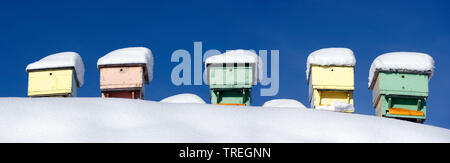 Bienenvölker in der Nähe von Villaroger in Tarentaise im Januar, Frankreich, Savoyen Stockfoto