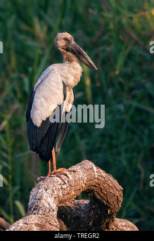 Asiatische offene Rechnung Stork (Anastomus oscitans), das in einem Baum gehockt, Asien Stockfoto