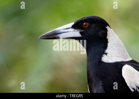 Schwarz-Magpie, Australische Magpie (Gymnorhina Cracticus tibicen, tibicen), in Fidschi, wo die Vögel nicht invasive Arten ab diesem Moment als eingeführt. , Fidschi Stockfoto