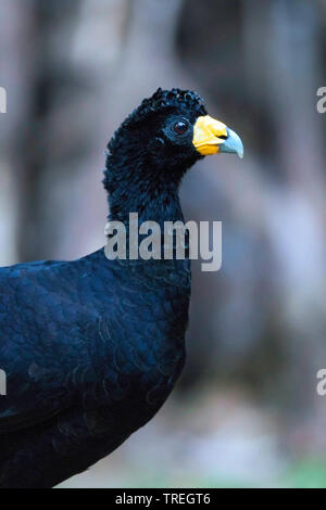 Schwarz (curassow Crax diesem), Porträt, Kolumbien Stockfoto