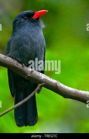 Black-fronted nunbird nigrifrons (monasa), in Baumkronen des tropischen Regenwaldes thront, Südamerika Stockfoto