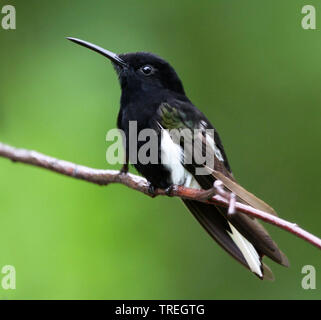 Schwarze Jakobiner, Florisuga fusca (Florisuga fusca), auf einem Zweig, Brasilien gehockt Stockfoto