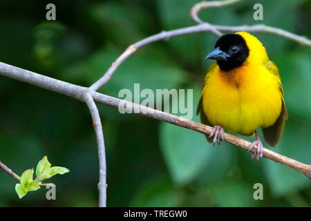 Black-headed Weaver, Gelb-backed Weaver (Ploceus melanocephalus), thront, Afrika Stockfoto