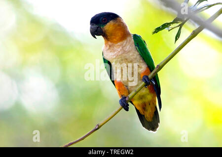 Black-headed Boot segelt (Pionites Melanocephala), auf einem Zweig, Südamerika Stockfoto