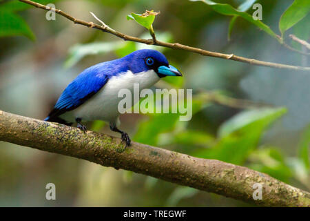 Blauwe Vanga, Blau Vanga, Cyanolanius madagascarinus (Cyanolanius madagascariensis), sitzt auf einem Ast, Madagaskar Stockfoto