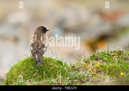 Rosy's Brandt Fink, Brandts Mountain-Finch (Leucosticte brandti), im gemäßigten Grasland in Zentralasien zu finden ist., Asien Stockfoto