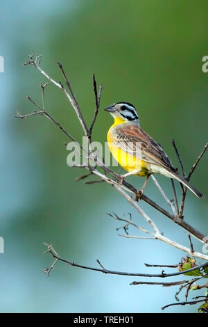 Braun-rumped Bunting (Emberiza affinis), auf einem Baum gehockt, Afrika Stockfoto