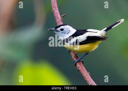 Buff-bellied Schopftyrann (Neolalage banksiana), ist endemisch auf der pazifischen Insel Vanuatu Vanuatu Stockfoto