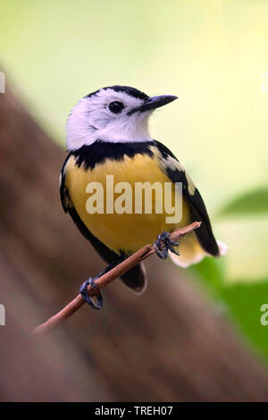 Buff-bellied Schopftyrann (Neolalage banksiana), ist endemisch auf der pazifischen Insel Vanuatu Vanuatu Stockfoto