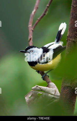 Buff-bellied Schopftyrann (Neolalage banksiana), ist endemisch auf der pazifischen Insel Vanuatu Vanuatu Stockfoto