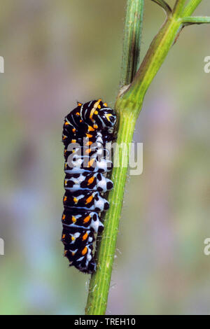 Swallowtail (Pieris brassicae), jungen Caterpillar auf einen Stiel, Deutschland Stockfoto