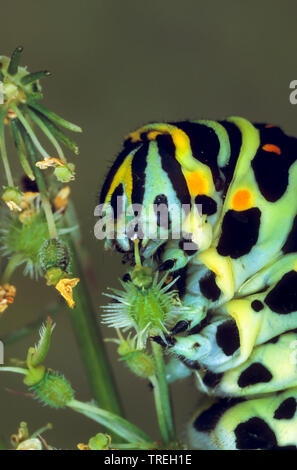 Swallowtail (Pieris brassicae), Caterpillar, Porträt, Deutschland Stockfoto