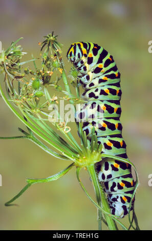 Swallowtail (Pieris brassicae), Caterpillar auf einem infructescence, Deutschland Stockfoto