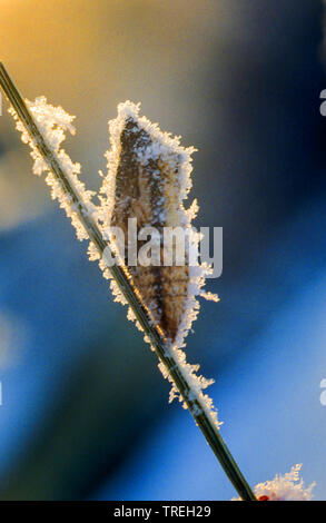 Swallowtail (Pieris brassicae), girdled Puppe, Ruhezustand, Deutschland Stockfoto