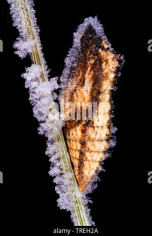 Swallowtail (Pieris brassicae), girdled Puppe, Ruhezustand, Deutschland Stockfoto