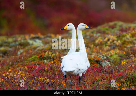 Singschwan (Cygnus Cygnus), ein Paar in der Tundra, Island Stockfoto