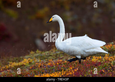 Singschwan (Cygnus Cygnus), in der Tundra, Island Stockfoto