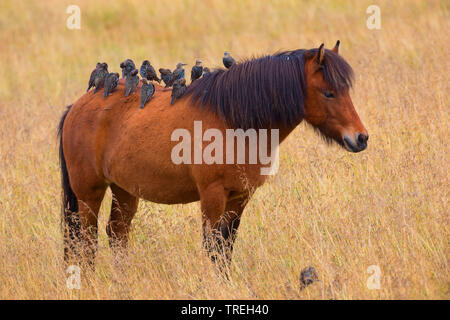 Gemeinsame Star (Sturnus vulgaris), Troop hocken auf einem Island Pony, Island Stockfoto