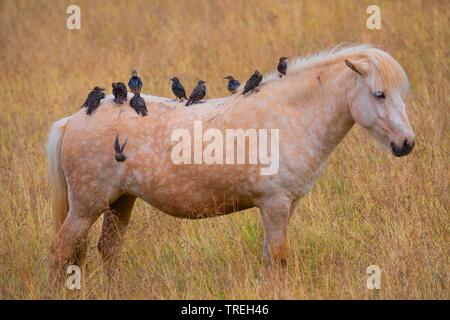 Gemeinsame Star (Sturnus vulgaris), Troop hocken auf einem isländischen Pferd, Island Stockfoto