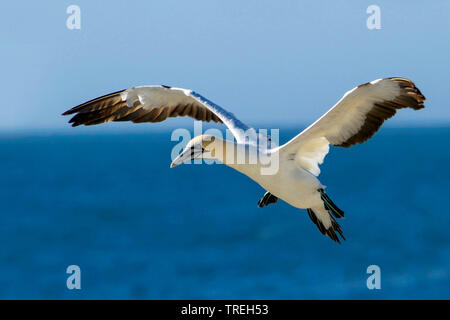 Kaptölpel (Morus capensis), eine endagered Große seabird Der gannett Familie, Südafrika Stockfoto