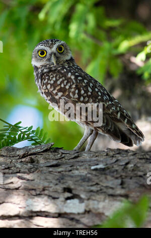 Grabende Owl (Speotyto cunicularia, Athene cunicularia), sitzt auf einem Baum, auf den Bahamas Stockfoto
