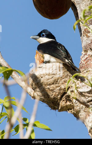 Chabert vanga (Leptopterus chabert), endemische Vogelarten aus Madagaskar, Madagaskar Stockfoto