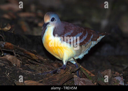 Goldenes Herz (Gallicolumba rufigula), Wandern durch Blattsänfte auf Waldboden., Neuguinea Stockfoto