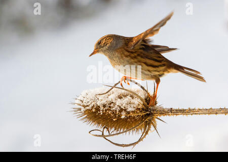 Dunnock (Phasianus colchicus) auf den Feed auf einem schneebedeckten Karde, Schweiz, Sankt Gallen Stockfoto