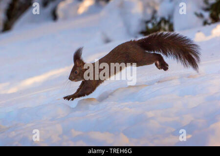 Europäische Eichhörnchen, Eurasischen Eichhörnchen (Sciurus vulgaris), springen durch den Schnee und auf der Suche nach Nahrung, in der Schweiz, Graubünden Stockfoto