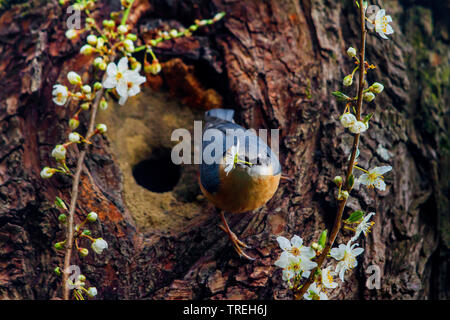 Eurasischen Kleiber (Sitta europaea), vor seiner Zucht Höhle im Frühjahr mit Blume in ihren Gesetzentwurf, Schweiz, Sankt Gallen Stockfoto