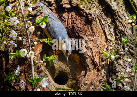 Eurasischen Kleiber (Sitta europaea), vor seiner Zucht Höhle im Frühjahr, Schweiz, Sankt Gallen Stockfoto