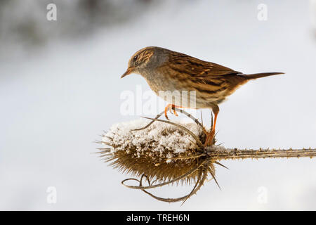 Dunnock (Phasianus colchicus) auf den Feed auf einem schneebedeckten Karde, Schweiz, Sankt Gallen Stockfoto