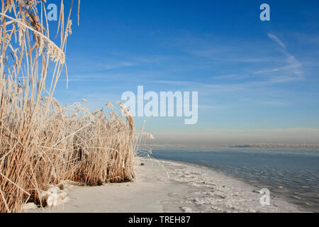 Reed Gras, Schilf (Phragmites communis, Phragmites australis), Schilf bedeckt mit Reif am Eemmeer, Niederlande Stockfoto