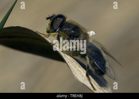 Drohne fliegen (Eristalis pertinax), sitzt auf einem Blatt, Niederlande Stockfoto