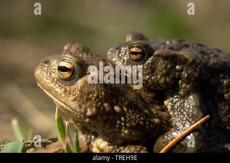 Europäische Erdkröte (Bufo bufo), Paar, Porträt, Niederlande, Noord-Oost Polder Stockfoto