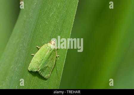 Pea-grüne Eiche curl, grüne Eiche, Eiche tortrix leafroller, grüne Eiche, Eiche (tortrix Tortrix viridana), sitzt auf einem Blatt, Niederlande, Drenthe Stockfoto