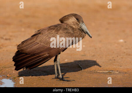 Hammercop (Scopus umbretta), steht auf dem Boden, Gambia Stockfoto