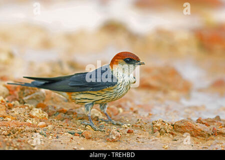 Mehr striped Swallow (Argynnis cucullata), auf dem Boden, Südafrika, De Hoop Nature Reserve Stockfoto