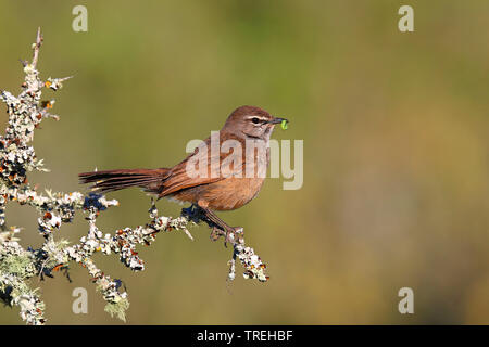 Keroo scrub Robin (Cercotrichas coryphaeus), sitzend auf einem Busch mit Caterpillar im Schnabel, Südafrika, Eastern Cape, Addo Elephant National Park Stockfoto