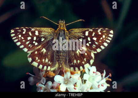 Malvae grizzled Skipper (Schmetterling), sitzen auf den weißen Blüten, Ansicht von oben, Deutschland, Nordrhein-Westfalen Stockfoto